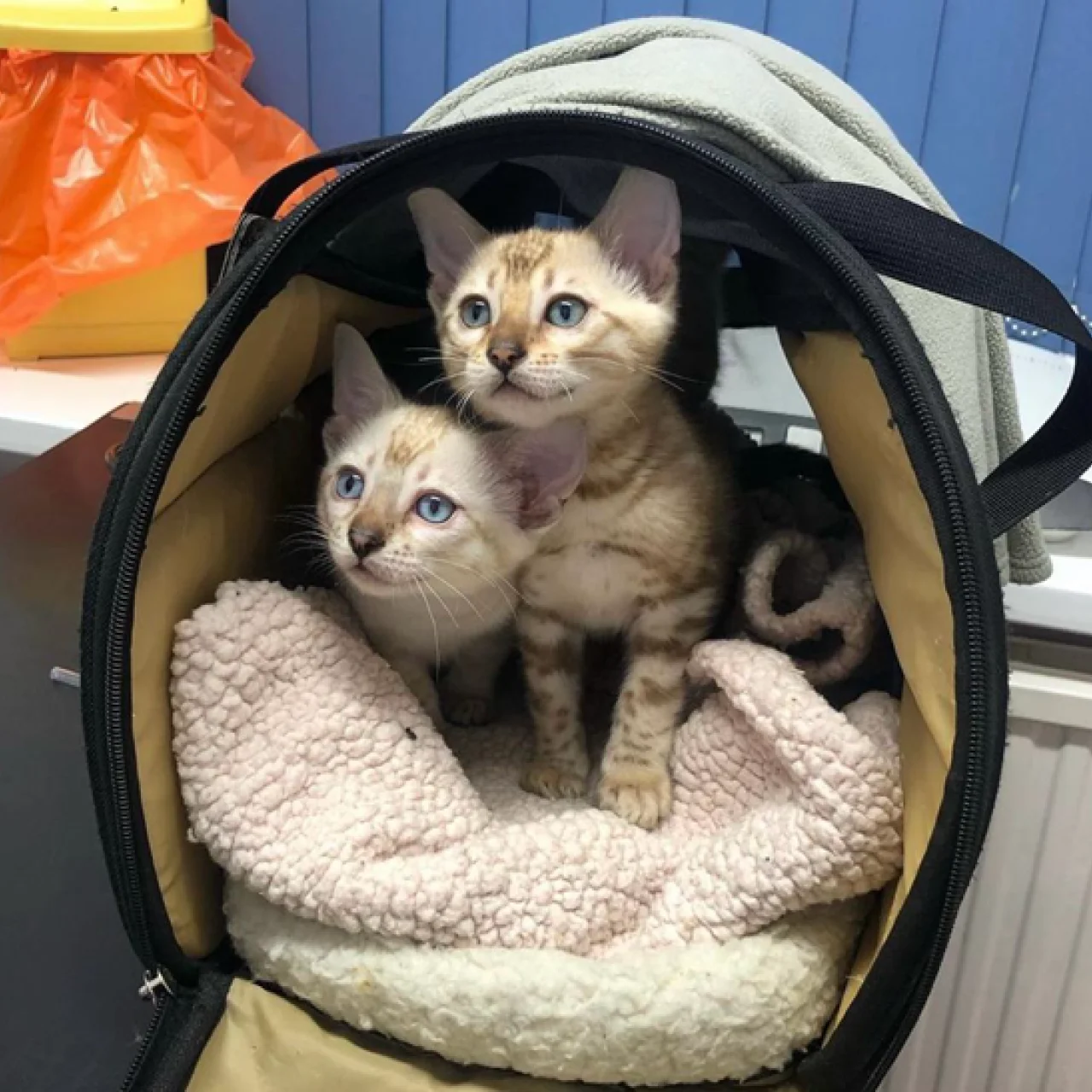 Kittens at the Vet